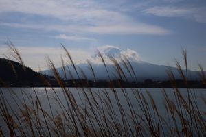 Mt. Fuji with reeds in front and clouds in the background