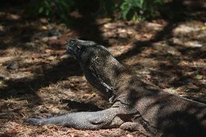 Close up of a Komodo Dragon
