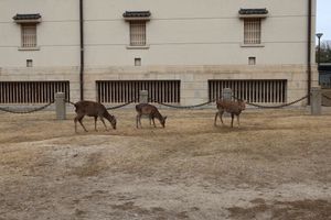 Small deer in front of the Nara Museum